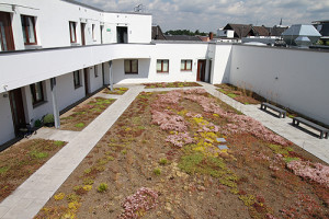 Siegburg City Gate Extensivbegrünung